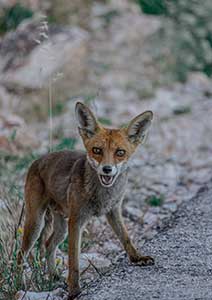 Animal Wonders </br> - Montana -