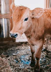Catskill Animal Sanctuary </br> - New York -