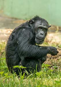 Chimp Haven</br> - Louisiana -
