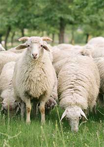 Farm Sanctuary</br> - New York & California -