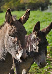 Peaceful Valley Donkey Rescue</br> - Texas -