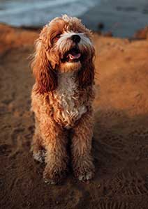 Second Chance Animal Sanctuary</br> -  Oklahoma -