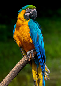 Free Flight Bird Sanctuary</br> - California -