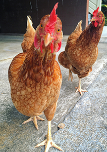 NSW Hen Rescue </br> - Berrima, Australia -