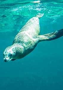 National Marine Sanctuaries </br> - United States of America -