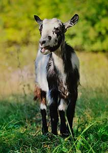 Animal Place</br> - California -