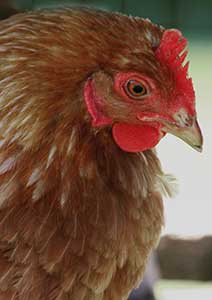 The Institute For Animal Happiness</br> - New York -