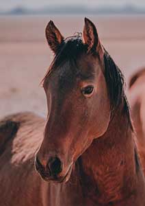 Bodega Meadows Horse Sanctuary  </br>– California –