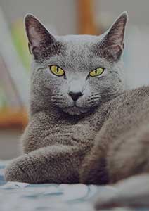 Cat Rangers </br> - Georgia  -