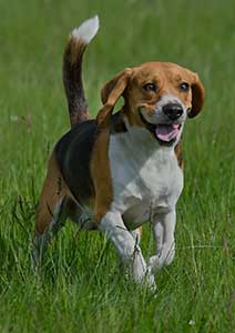 Kindness Ranch  </br>– Wyoming –