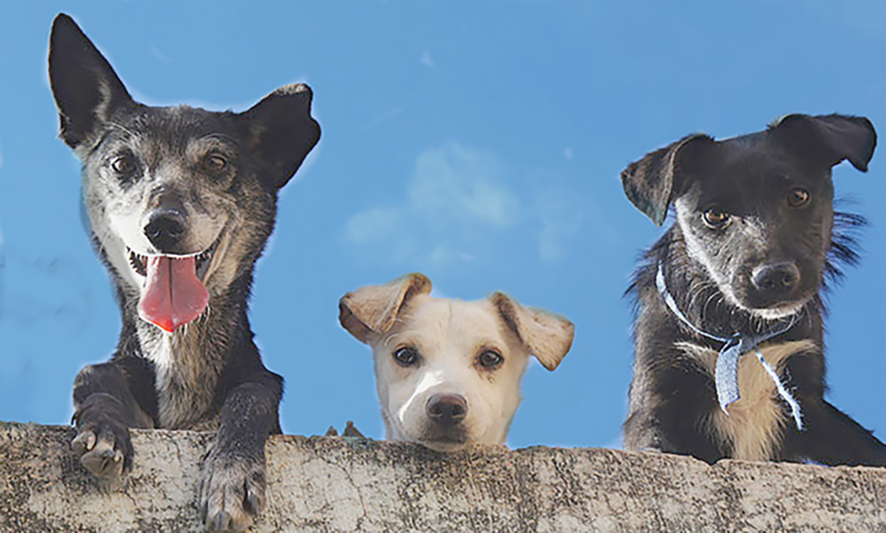 Love Works -- 3 happy dogs looking over a wall